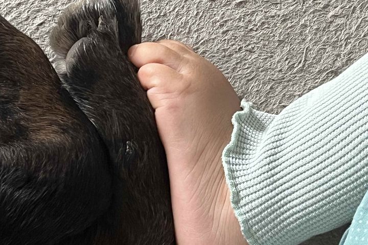 Ein Kind berührt mit dem Fuß das dunkle Fell eines Hundes.