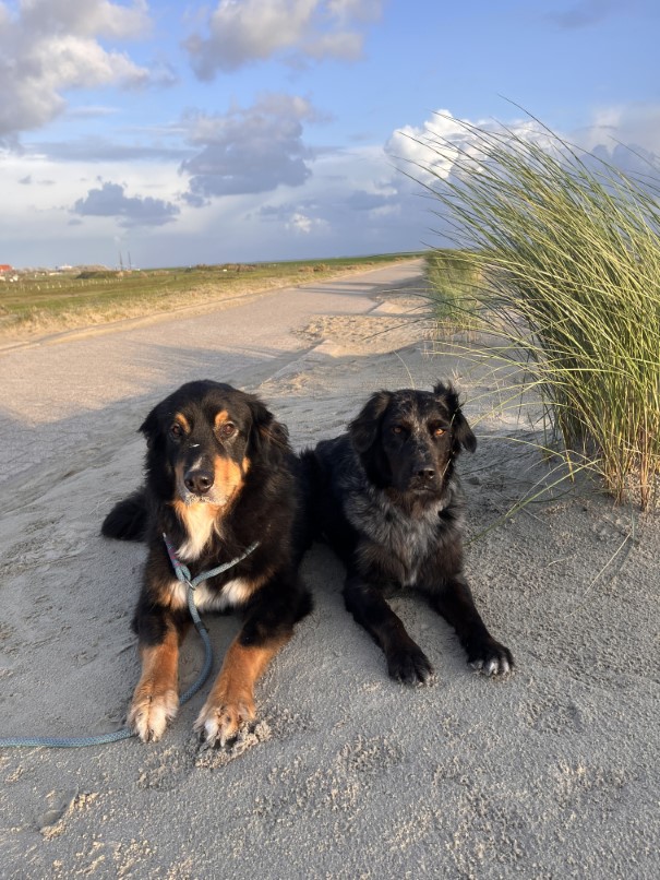Pino und Mollie liegen nebeneinander draußen auf einem Weg.